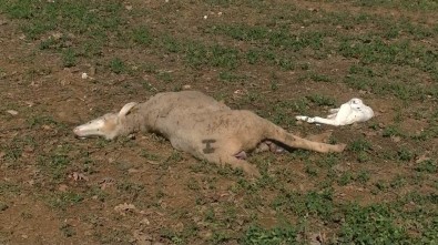 Bursa'da Kurtlar Sürüye Saldırdı