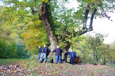 Dev Kestane Ağacı 600 Yıldır Meyve Veriyor