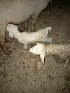 Manisa'da Üst Dudağı Ve Burun Delikleri Olmayan Kuzu İki Gün Yaşadı