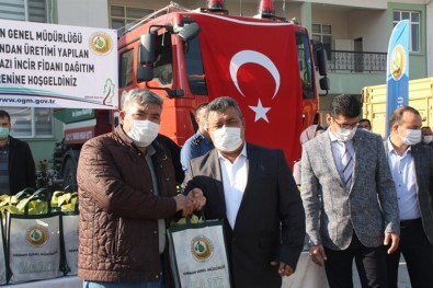 Mut'ta 13 Mahalleye 15 Bin Beyaz İncir Fidanı Dağıtıldı