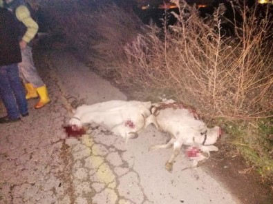 Manisa'da Otomobil Koyun Sürüsüne Çarptı
