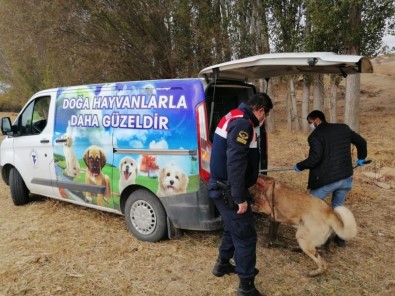 Yozgat'ta Bahisle Köpek Dövüştüren 8 Kişi Gözaltına Alındı