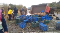 Zeytin İşçilerini Taşıyan Traktör Devrildi Açıklaması 5 Yaralı