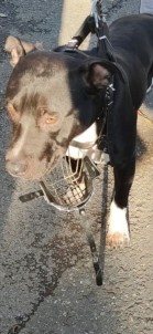 American Terrier Cinsi Köpeği Gezdiren Şahsa 9 Bin 563 TL Para Cezası Kesildi