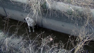 Iğdır'da Sulama Kanalına Düşen Köpeği AFAD Kurtardı