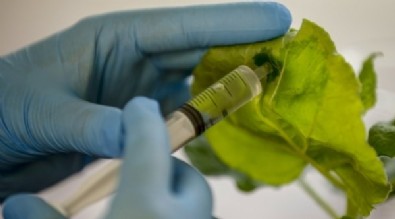 Koronavirüste müjde Antalya'dan geldi! Kritik bitkisel enzimi üretmeyi başardık