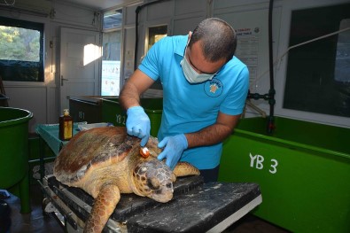 Zıpkınla Vurulan Deniz Kaplumbağası Tedavi Altına Alındı