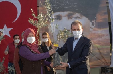 Mersin Büyükşehir Belediyesi, Üreticiye 60 Bin Zeytin Fidanı Dağıtacak