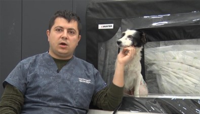 Araba Altında Ezilen Köpeğin Daha Önce De Vurulduğu Ortaya Çıktı