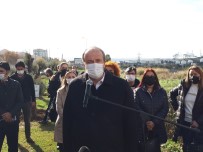 Avcılar'da Kadınlar İçin Zeytin Ağaçları Dikildi