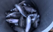 Bingöl Balık Üretimine Geçti, İlk Hasat 110 Ton Oldu