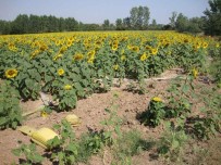 Kırklareli'de 114 Bin Dönüm Sulanan Alanda Ülkeye 338 Milyon Lira Kazandırıldı