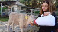 (Özel) Sütlü Kahverengi Buzağıyı Görenler Gözlerine İnanamadı