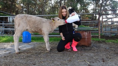 Sütlü Kahverengi Buzağıyı Görenler Gözlerine İnanamadı