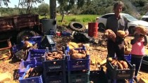Tokat'ta 'Tatlı Patates' Üretimi Yaygınlaşacak Haberi
