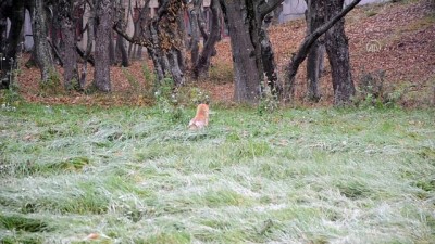 Bolu'da Koronavirüs Tedbirleri