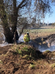 Burhaniye'de Ot Yangınında Kavak Ağaçları Zarar Gördü