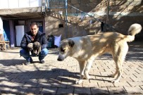 Kış Geldi 850 Hanelik Köy 50'Ye Düştü, Sokak Hayvanları Muhtara Kaldı