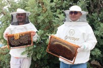 Mersin'de Arıların Organik Bal Mesaisi