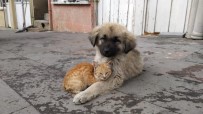 Yavru Köpek Ve Kedinin Dostluğu Haberi