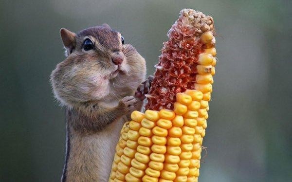Yemek yiyen hayvanların komik halleri!