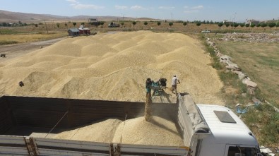 Erzincan, Erzurum Ve Ağrı'da Sulama Sezonu Tamamlandı