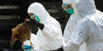 Güney Kore’de kuş gribi tehlikesi!