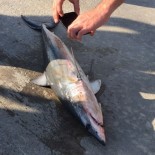 Akyaka Sahilde Ölü Köpekbalığı Bulundu Haberi