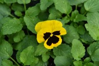 Başkent Kış Mevsiminde De Rengarenk Olacak