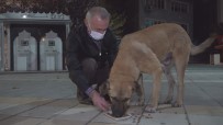 Belediye Başkanı Kısıtlamada Aç Kalan Köpekleri Elleriyle Besledi Haberi