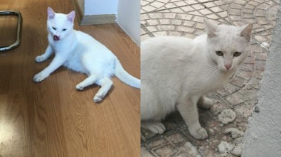 Depremden Kurtarılan Can Dostlar Sahiplendiriliyor