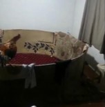 Evde Horoz Dövüşüne Baskın