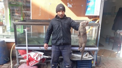 Tercan Barajında Balıkçı Ağına Nesli Tükenme Tehlikesi Altında Olan Su Samuru Takıldı