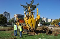 Büyükşehir'den Ağaç Hassasiyeti