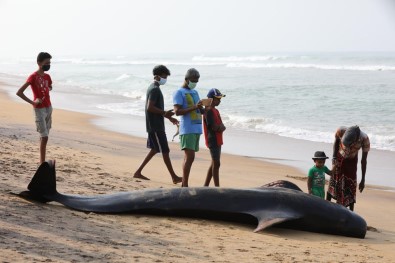 Sri Lanka'da Kıyıya Vuran 120 Balina Kurtarıldı