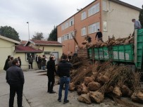 Çiftçilere Fındık Fidanı Dağıtımı Yapıldı