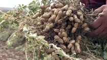 Mardin Ovası Yer Fıstığı İle Tanıştı, Verim Yüzleri Güldürdü