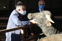 Samsun'da Çiftçilere Damızlık Boğa Dağıtımı Yapıldı