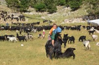 Antalya'da Yörüklerin Yayladan Dönüşü Başladı