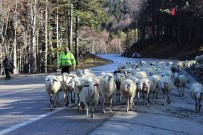 Uludağ'a Kar Düştü Çobanların Zorlu Yolculuğu Başladı