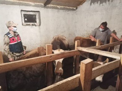 Göle'de Çalınan Büyükbaş Hayvanlar Bulundu