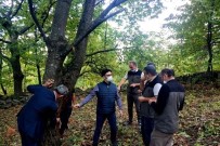 Kestane Ormanlarında Kestane Dal Kanseri İncelemesi