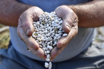 Konyaaltı'nın Çandır Fasulyesi Hazır