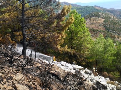 Rüzgarda Devrilen Ağaç, Yangına Sebep Oldu