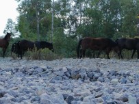 Yılkı Atları İzmir'e İndi