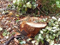 Ormandan Kaçak Odun Kesen Şahıs Yakalandı