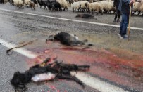 Siirt'te Kamyon Koyun Sürüsüne Daldı, 4 Hayvan Telef Oldu Haberi