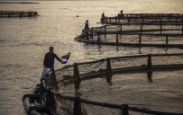 Su Ürünleri İhracatı Her Şeye Rağmen 1 Milyar Dolara Koşuyor