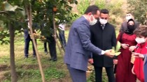Bilecik'te 'Trabzon Hurması' Hasadı Haberi