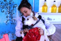 Boncuk'un Tsunamiden Böyle Kurtuldu